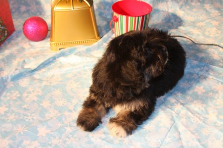 havanese-puppies